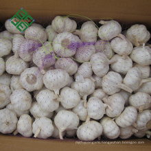 new crop fresh pure white garlic in bulk